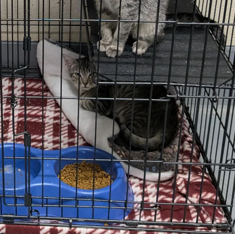 A young small-sized male Tabby (Gray / Blue / Silver) Domestic Short Hair cat named Train for adoption in Bedford, VA