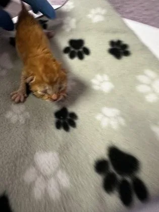 A baby small-sized male Orange / Red Domestic Medium Hair cat named 60858830 for adoption in El Paso, TX