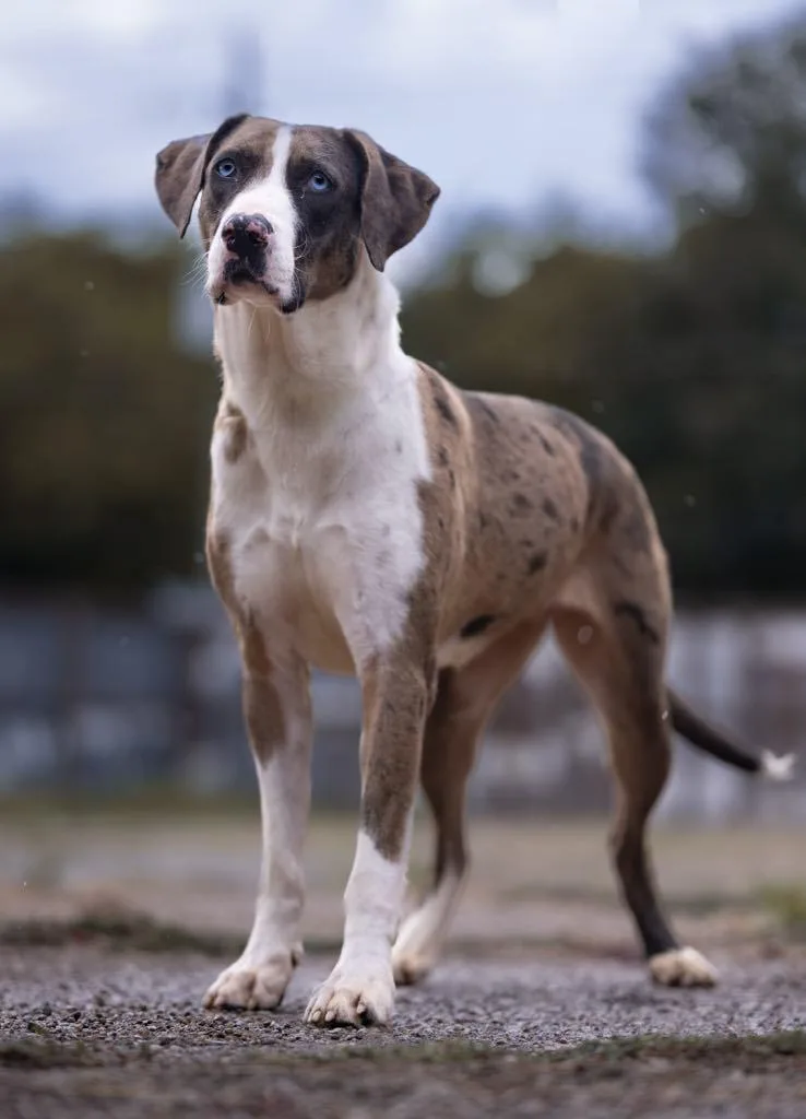 An adult large-sized female Merle (Red) Catahoula Leopard Dog dog named Geni for adoption in Houston, TX