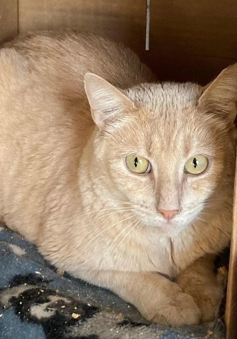 An adult medium-sized male Orange & White Domestic Short Hair cat named Salmon for adoption in Hampstead, NC