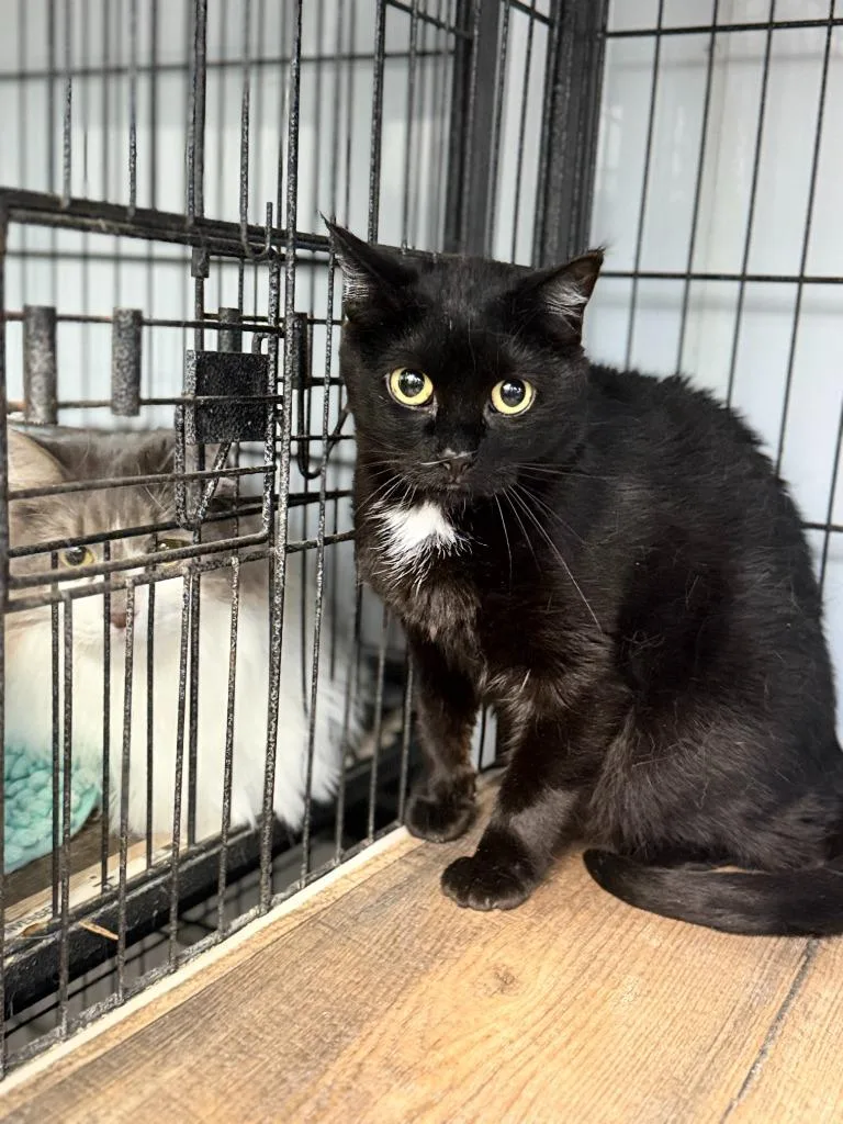 An adult medium-sized female Domestic Short Hair cat named Spooks for adoption in Algona, IA