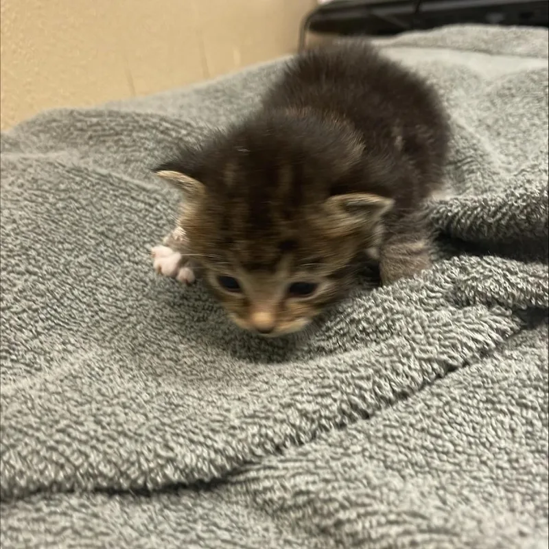 Mouse thumbnail 2