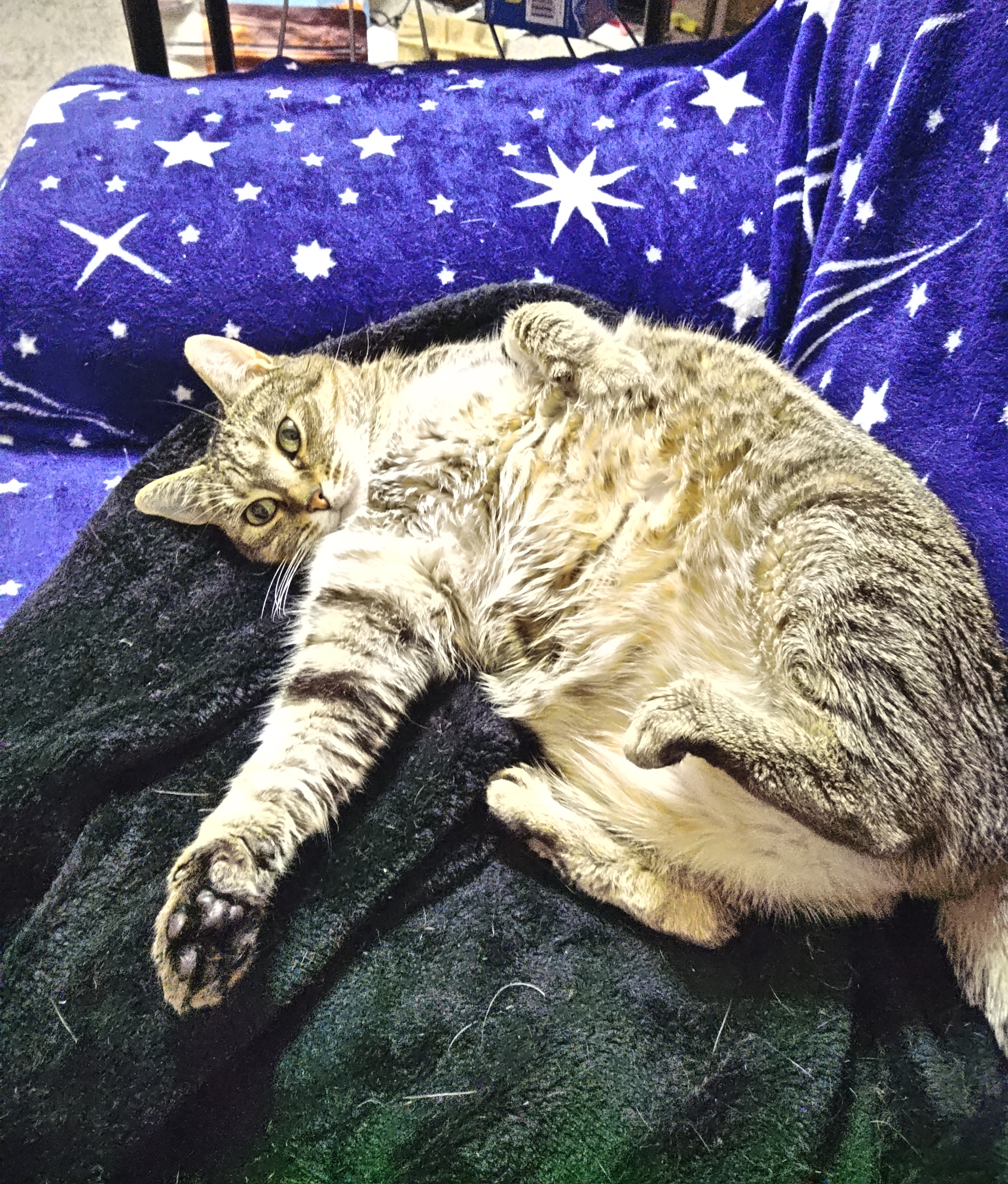 Molly thumbnail 3
