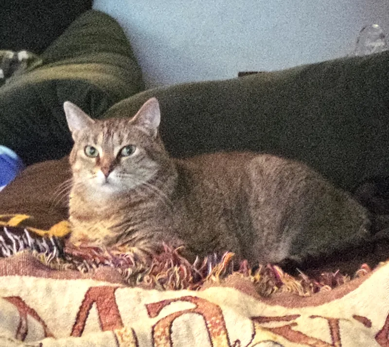 An adult medium-sized female Tabby (Brown / Chocolate) Domestic Short Hair cat named Molly for adoption in Boiling Springs, PA