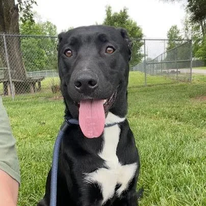 A young large-sized male Black Mixed Breed dog named Max for adoption in Jeffersonville, IN