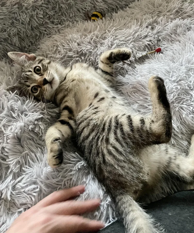 A baby small-sized male Tabby (Brown / Chocolate) American Shorthair cat named Prescott for adoption in Staten Island, NY