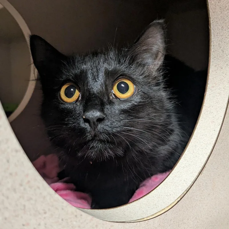 Funny Bone thumbnail 2