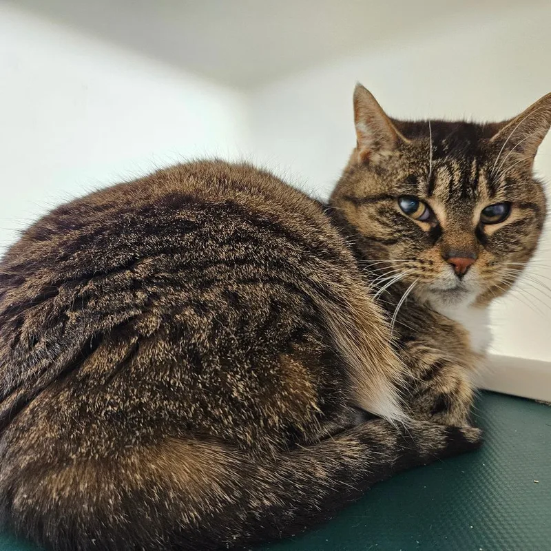 An adult medium-sized female Brown / Chocolate Domestic Short Hair cat named Mama Cass for adoption in Harrisonburg, VA