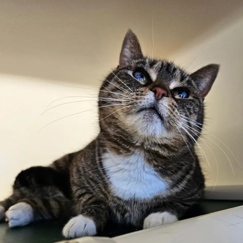 Mama Cass thumbnail 2