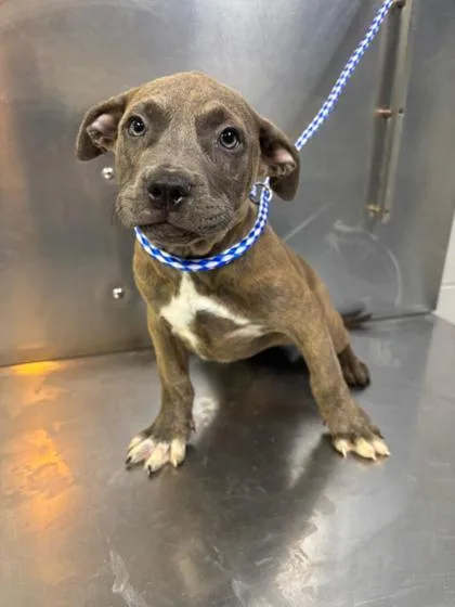 A baby medium-sized female Mixed Breed dog named Pink Swimmingo  D for adoption in West Chester, PA