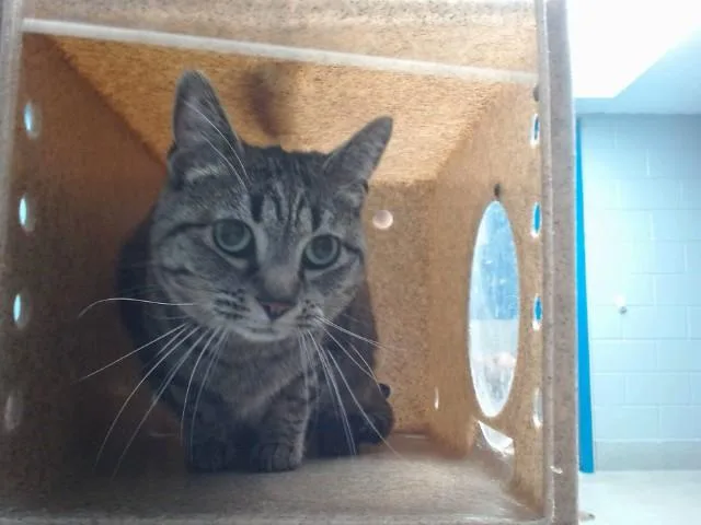 An adult small-sized female Domestic Short Hair cat named Tiff for adoption in Albuquerque, NM