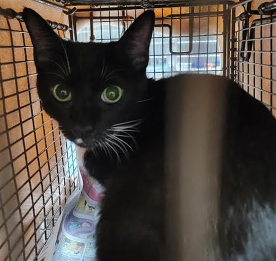 A young medium-sized male Domestic Short Hair cat named Nathan for adoption in Van Nuys, CA