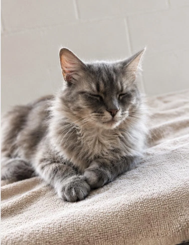 An adult medium-sized female Blue Point Maine Coon cat named Caccini for adoption in Orange, CA
