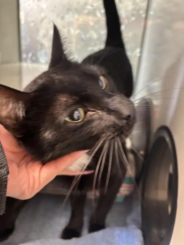 An adult medium-sized male Domestic Short Hair cat named Dallas for adoption in Escondido, CA