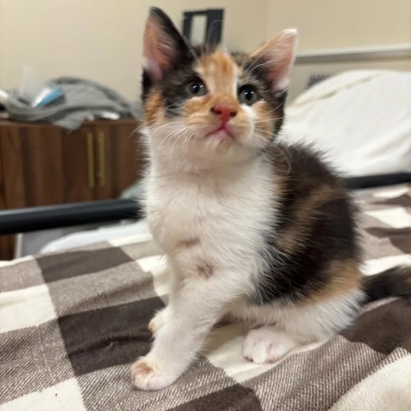 A baby small-sized female Calico Domestic Short Hair cat named Ginny for adoption in Buffalo, MN