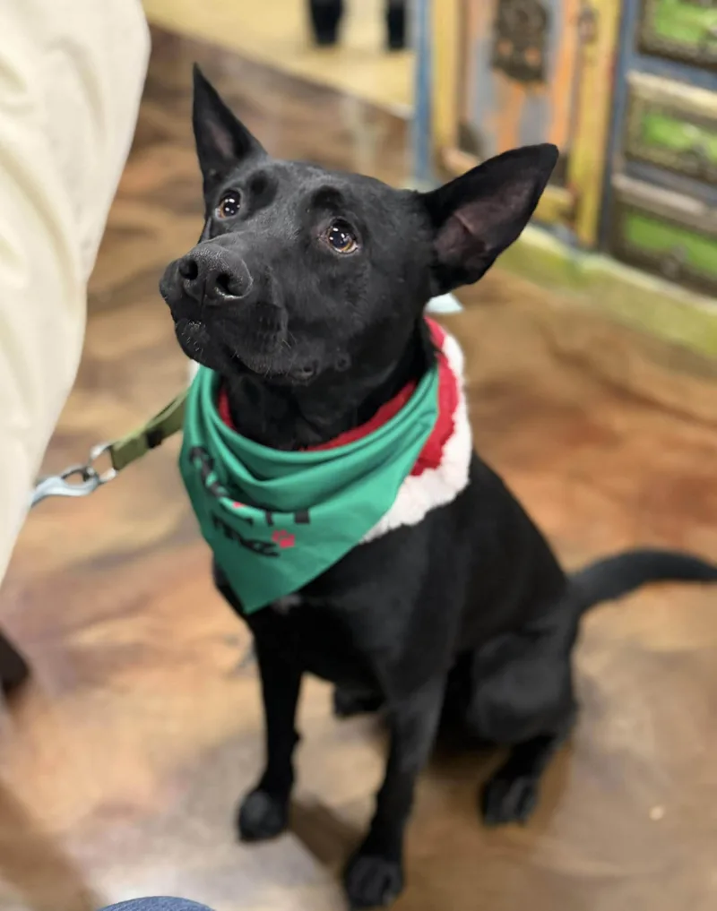 A young medium-sized male Black Labrador Retriever dog named Johnny for adoption in Westwood, NJ