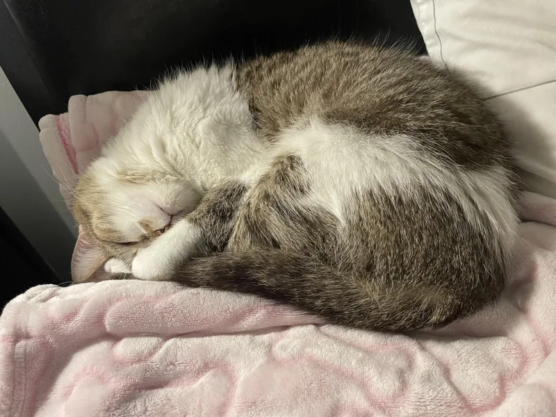 An adult medium-sized female Buff & White American Shorthair cat named Kiki for adoption in Silverdale, WA