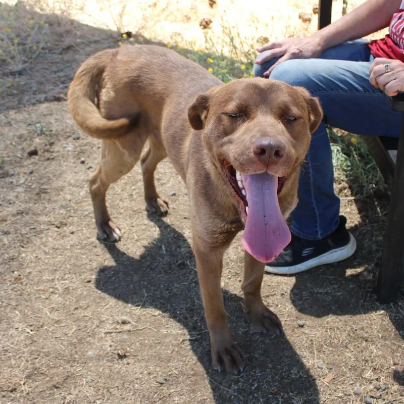 An adult large-sized male Brown / Chocolate Labrador Retriever dog named Happy for adoption in Weaverville, CA