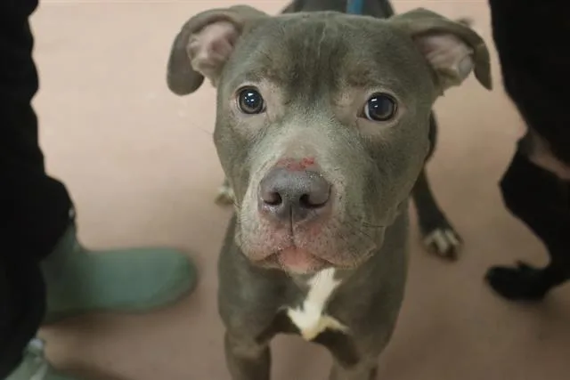 A young medium-sized male Mixed Breed dog named Salt for adoption in Columbia, SC