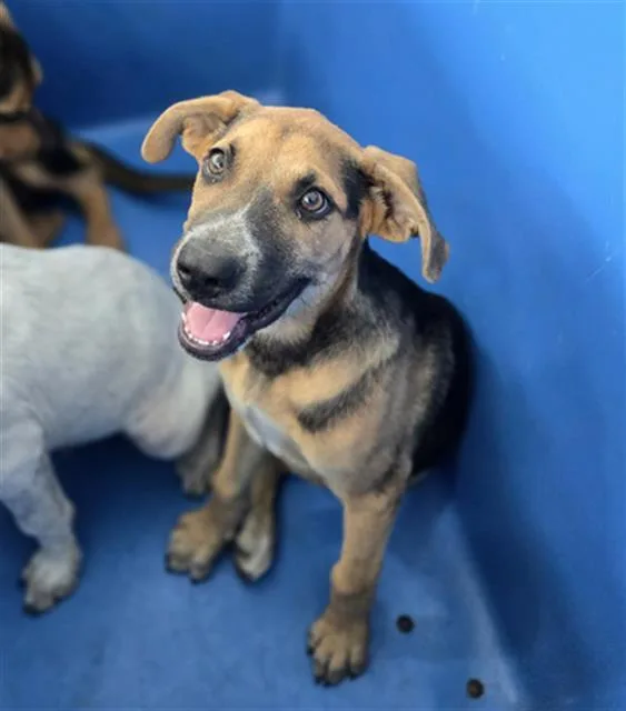 A baby large-sized male Mixed Breed dog named Canyon for adoption in Dallas, TX