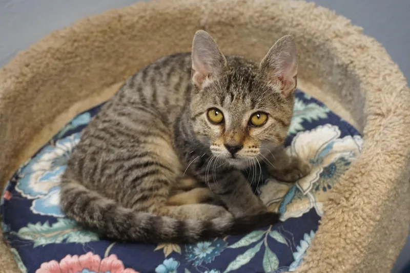 A baby small-sized female Domestic Short Hair cat named Peanut Butter for adoption in Fountain Hills, AZ