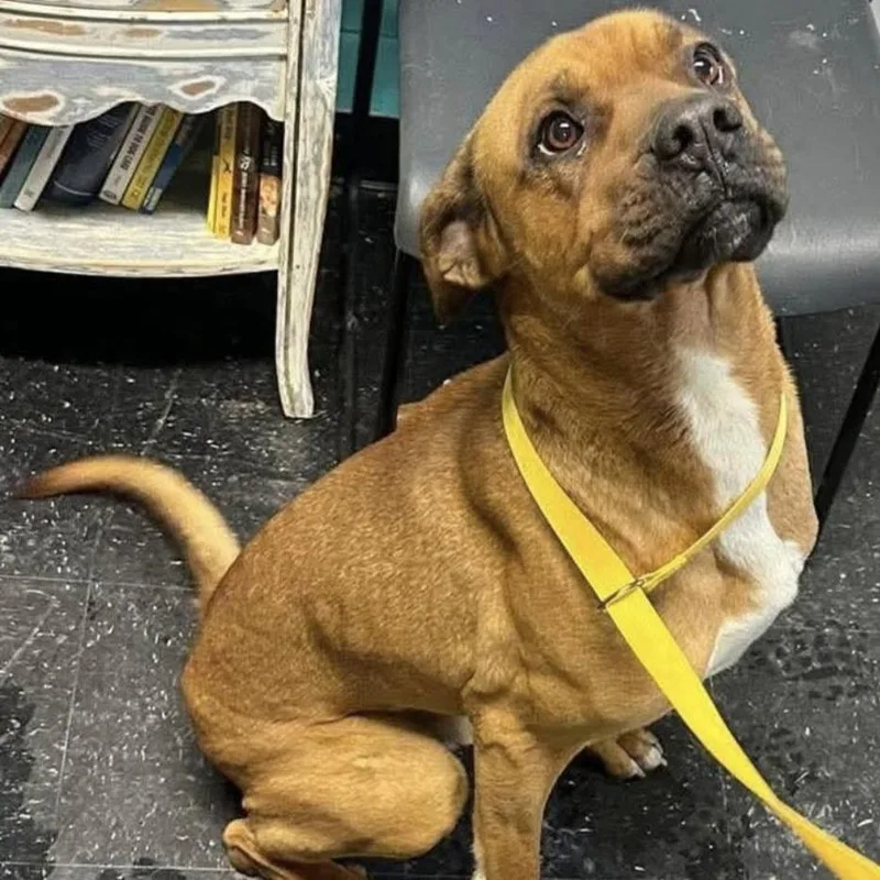 An adult large-sized male Yellow / Tan / Blond / Fawn Great Dane dog named Pongo for adoption in Berkeley Springs, WV