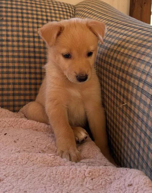 Butterball