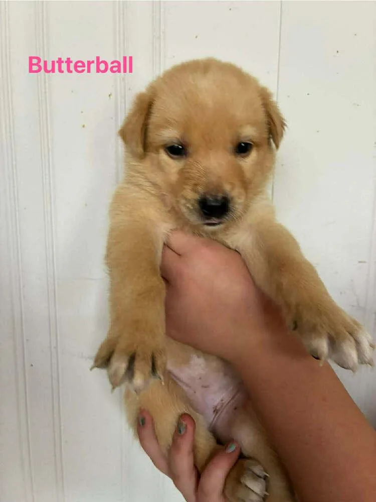 Butterball thumbnail 2