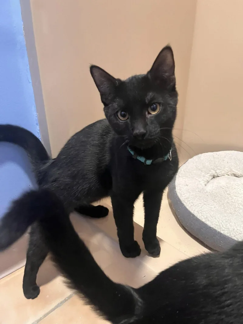 Elphaba  Boq  thumbnail 2