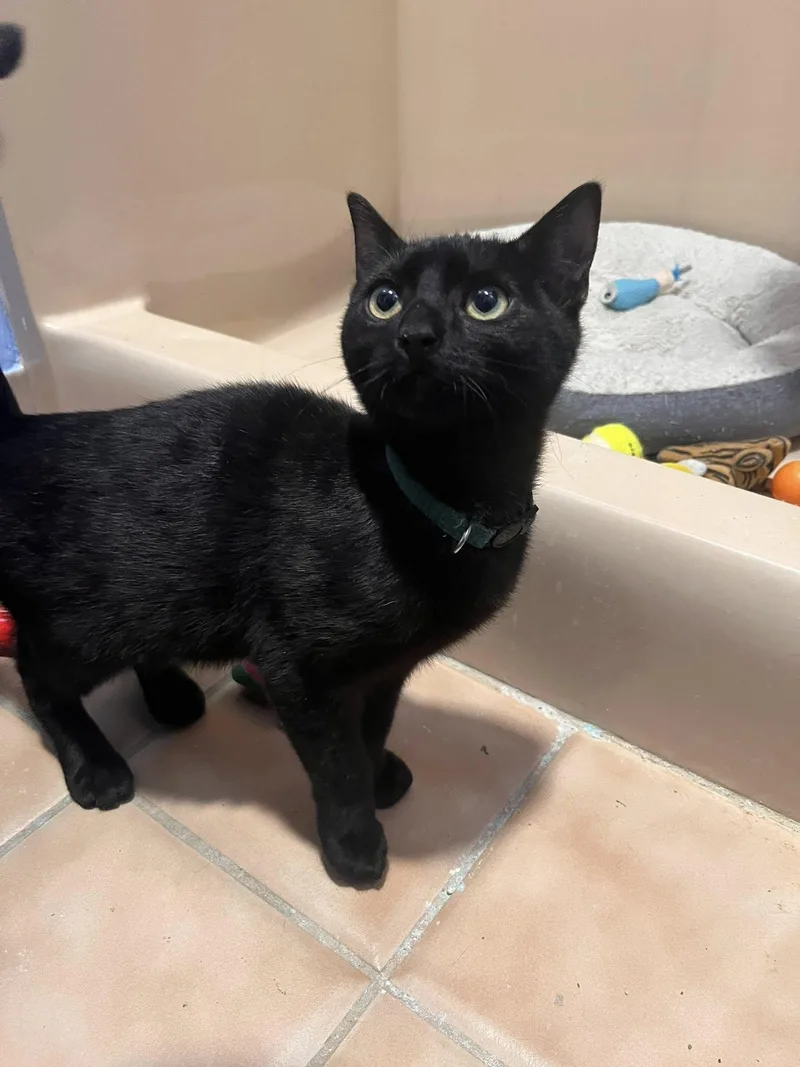 Elphaba  Boq  thumbnail 3