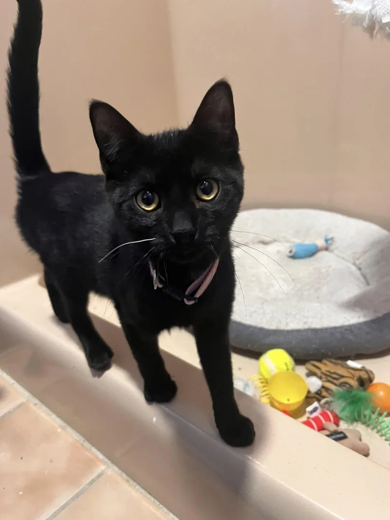 Elphaba  Boq  thumbnail 4