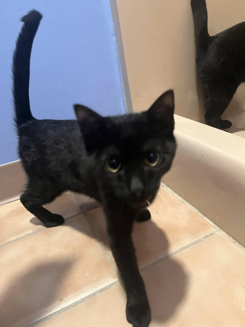 Elphaba  Boq  thumbnail 5