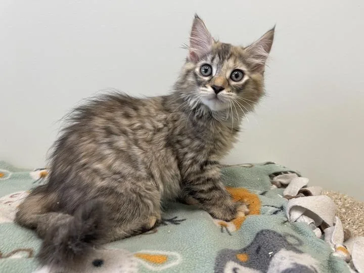 A baby medium-sized female Torbie Domestic Long Hair cat named Dr. McKay for adoption in Chestertown, MD