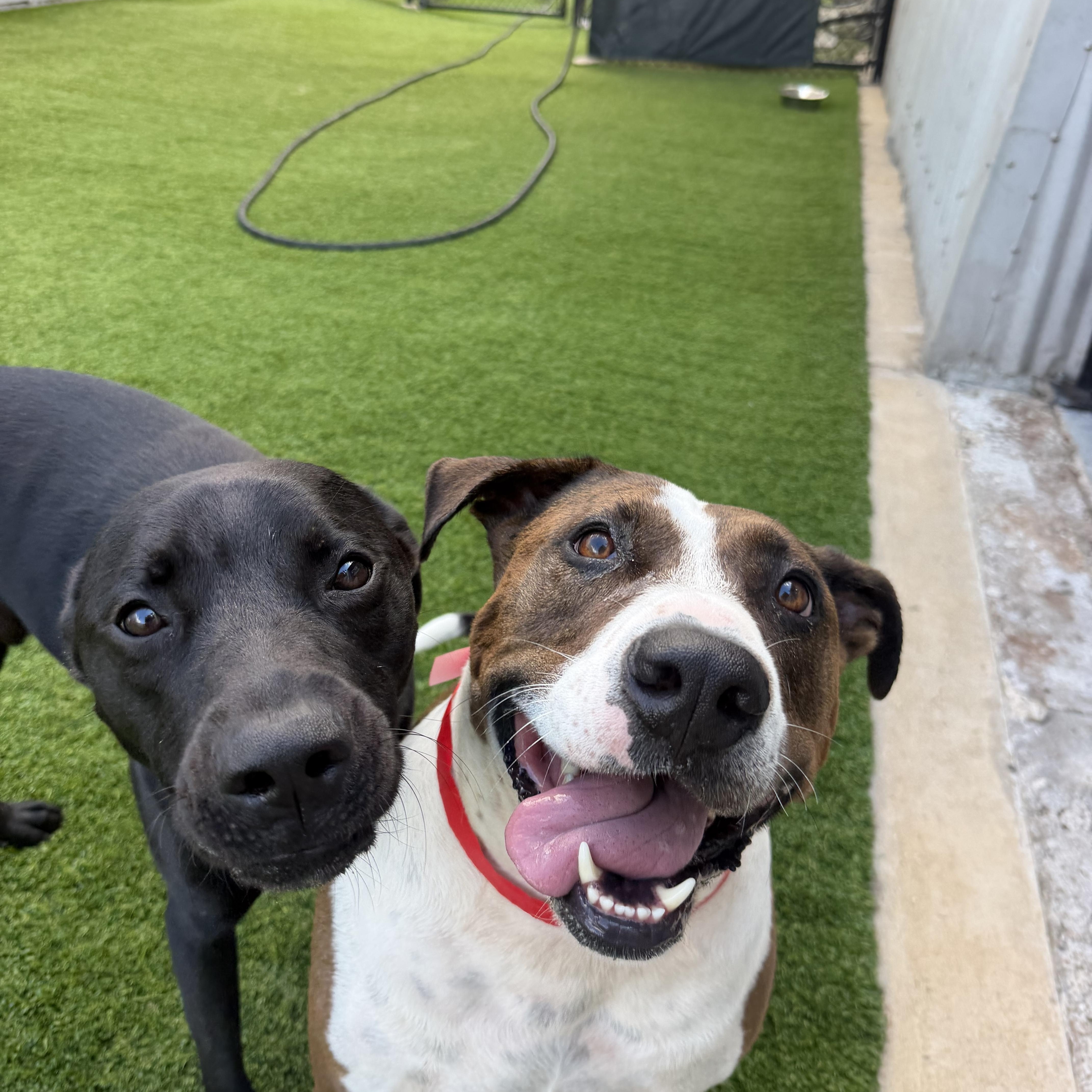 An adult large-sized male Bull Terrier dog named Meatloaf for adoption in Birmingham, AL