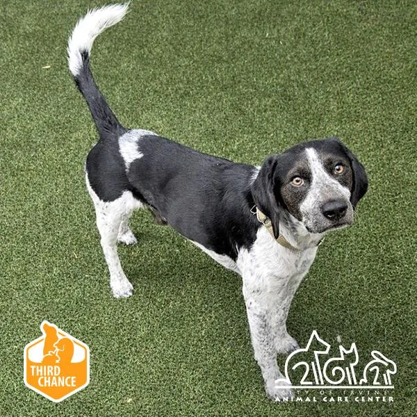 An adult large-sized male Pointer dog named Saint for adoption in Irvine, CA