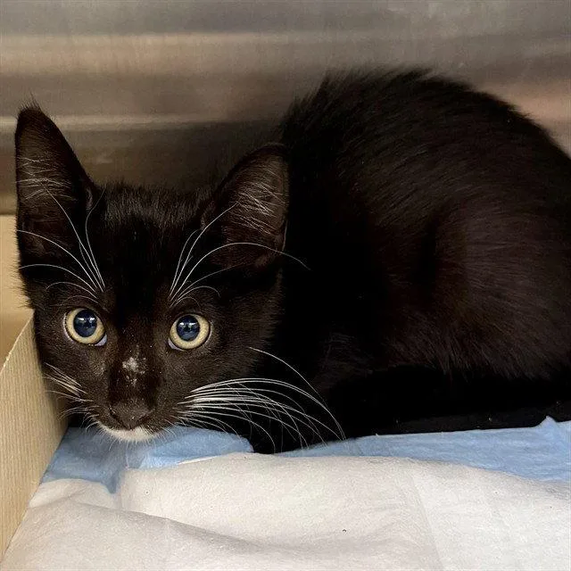 A baby small-sized male Domestic Short Hair cat named Inspector for adoption in Tavares, FL