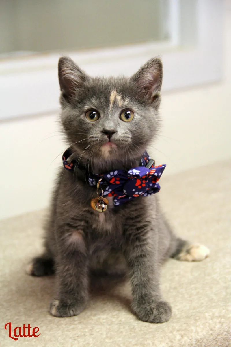 A baby medium-sized female Dilute Calico Domestic Short Hair cat named Latte for adoption in Vinton, IA