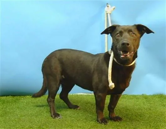 A senior medium-sized female Dachshund dog named Scarlet for adoption in Gardena, CA