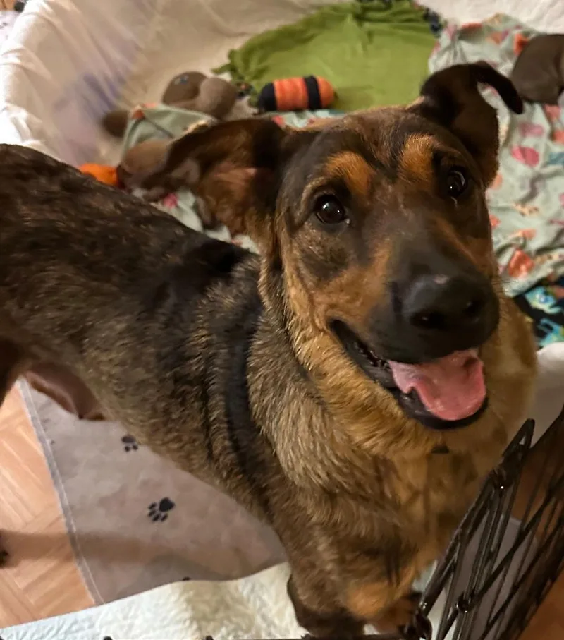 Caramel D thumbnail 2