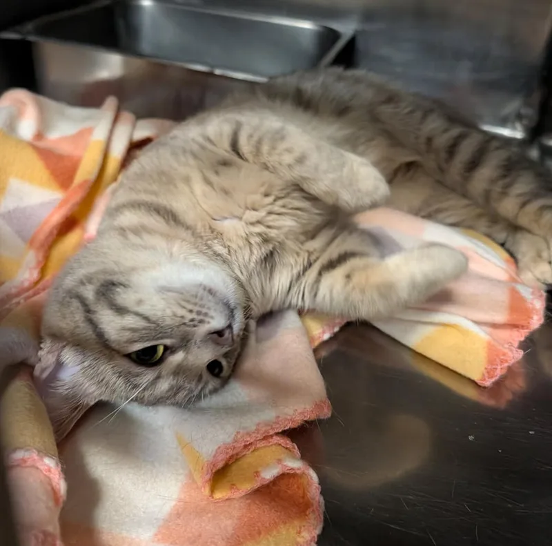 An adult medium-sized female Tabby (Gray / Blue / Silver) Tabby cat named Tart for adoption in Marietta, OH