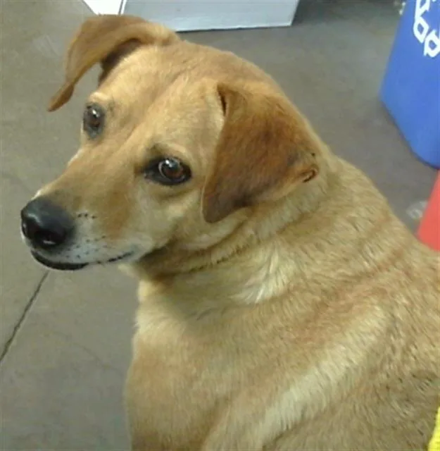An adult large-sized female Mixed Breed dog named Star for adoption in Dallas, TX