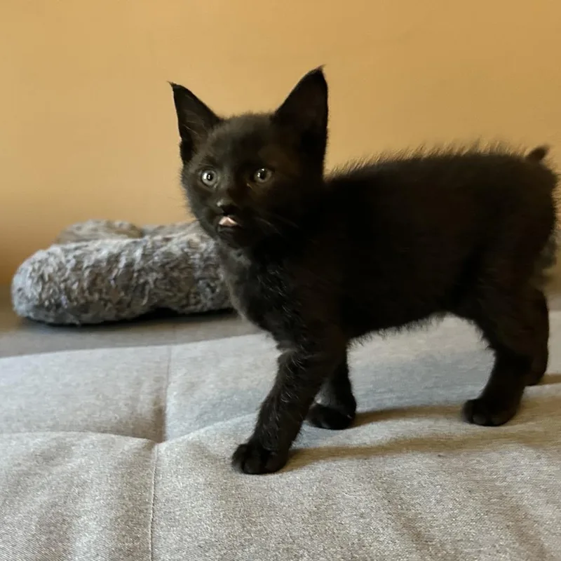 A baby small-sized male Black Domestic Short Hair cat named Graham for adoption in Harrisonburg, VA