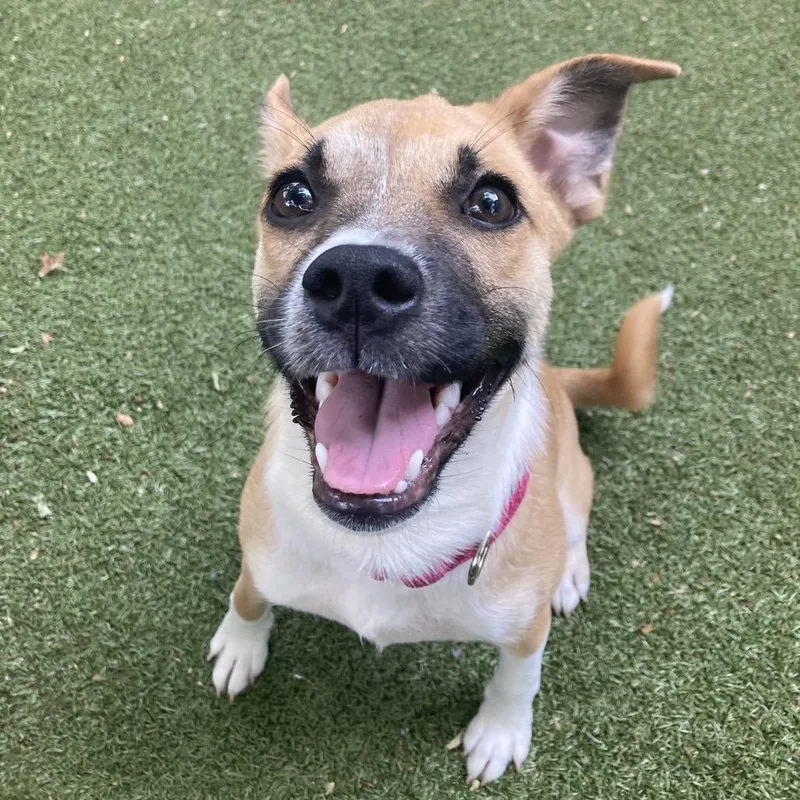 A baby small-sized male Brown / Chocolate Mixed Breed dog named Coffee Bean for adoption in Providence, RI