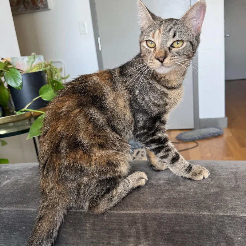 A young medium-sized female Domestic Short Hair cat named Hissy for adoption in Brooklyn, NY