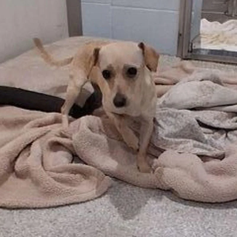 An adult medium-sized female Chihuahua dog named Fresa for adoption in Lake Havasu City, AZ