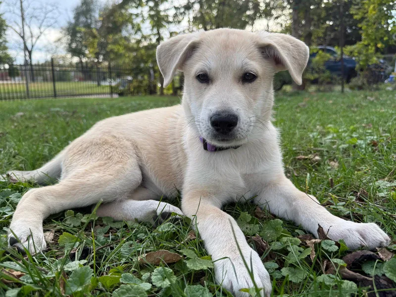 A baby large-sized female Shepherd dog named Shay for adoption in West Des Moines, IA