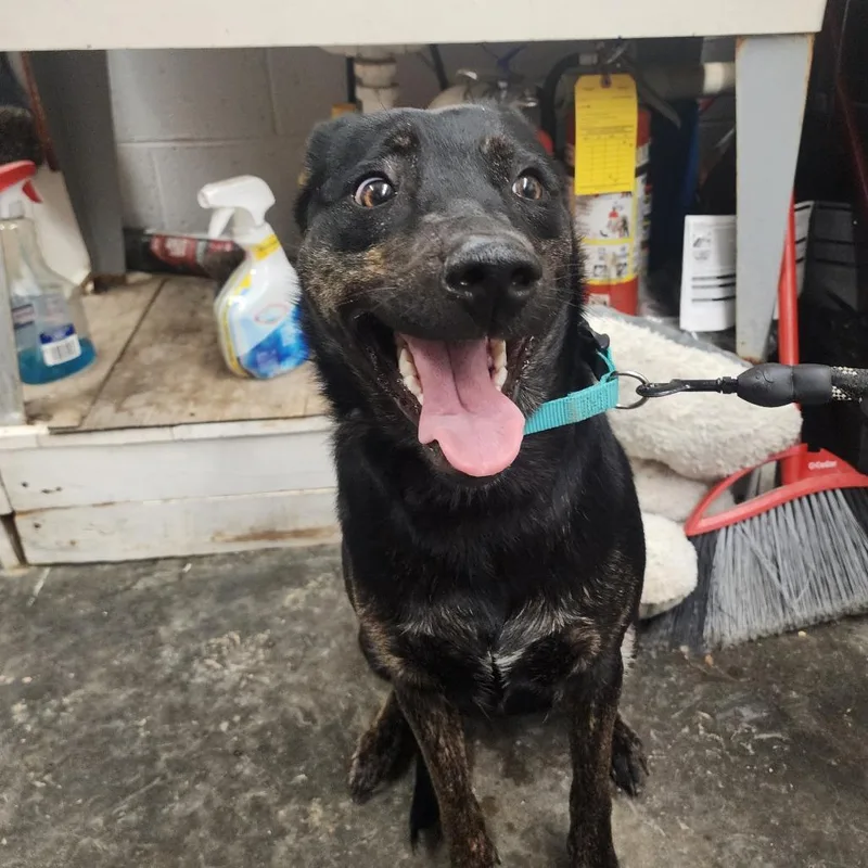 Sissy Gump thumbnail 2