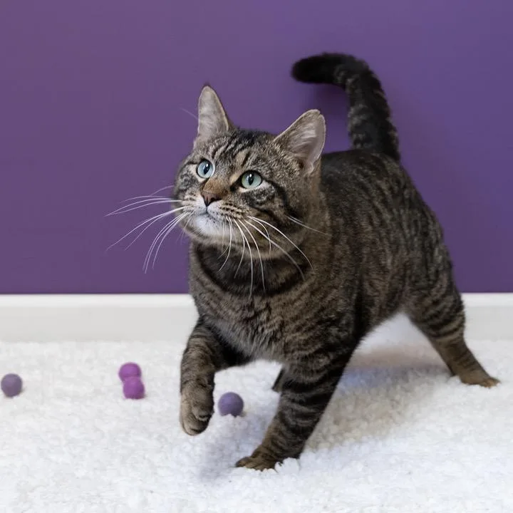 An adult large-sized male Domestic Short Hair cat named Bower for adoption in Pekin, IL