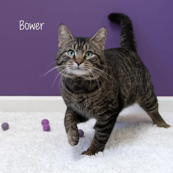 Bower thumbnail 4