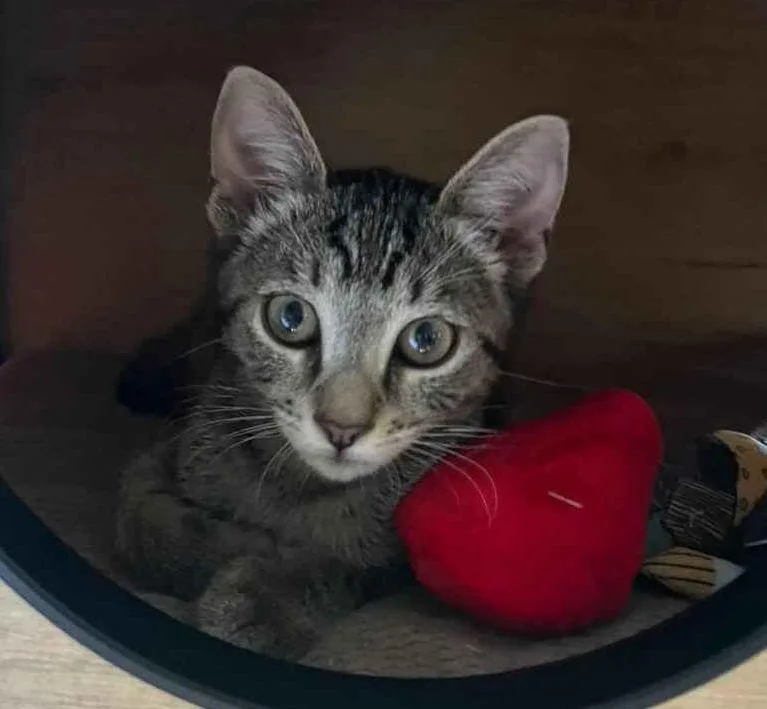 A baby medium-sized female Domestic Short Hair cat named Lemon for adoption in Seal Beach, CA